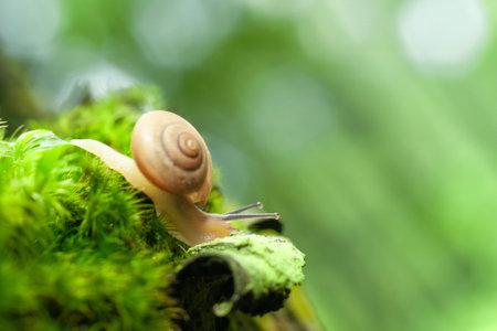 Small air-breathing land snail Succinea putris crawling in the moss of river banks