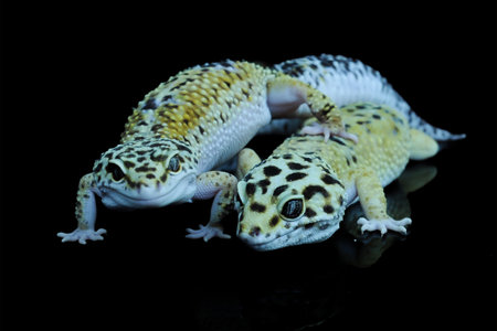 Two Leopard Gecko or Eublepharis macularius in Reflection Glass
