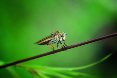 The robber fly or Asilidae was eating its prey on the branch of a grumble in blurry green backgroundの写真素材