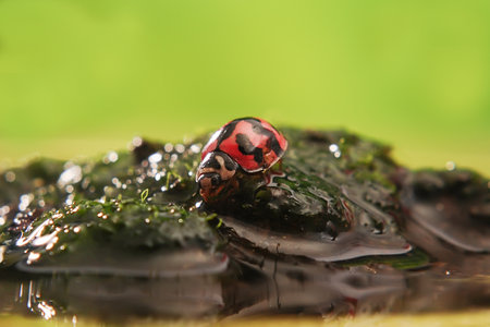 Ladybug or Small beetle Coccinellidae is walking at the edge of moss surrounded by water
