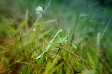 Praying Mantis Mantodea is crawling on the tops of grass leaves. Macro Art Photographyの写真素材