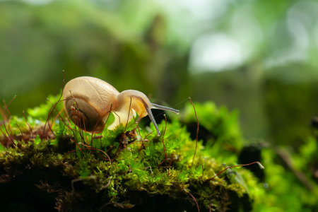 Small air-breathing land snail Succinea putris crawling in the moss of river banksの写真素材