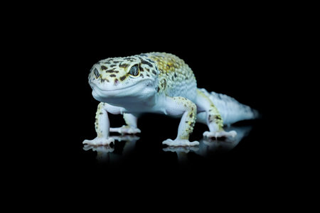 Leopard Gecko or Eublepharis macularius in Reflection Glass