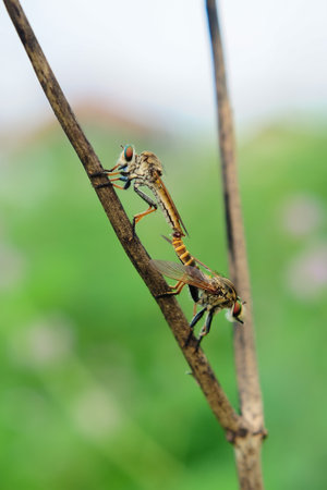 The robber fly or Asilidae was mating on the branch of a grumble in blurry green background
