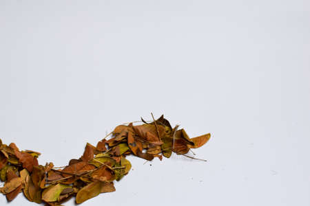 closeup background design Isolated Autumn Leaves - Place For Your Design, Textの写真素材