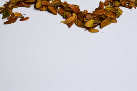 closeup background design Isolated Autumn Leaves - Place For Your Design, Textの写真素材