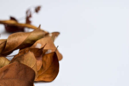 closeup background design Isolated Autumn Leaves - Place For Your Design, Textの写真素材