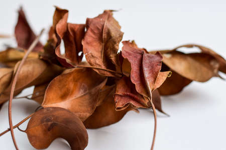 closeup background design Isolated Autumn Leaves - Place For Your Design, Text