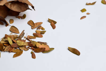 closeup background design Isolated Autumn Leaves - Place For Your Design, Textの写真素材