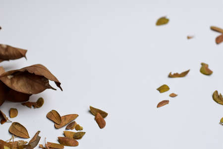 closeup background design Isolated Autumn Leaves - Place For Your Design, Textの写真素材