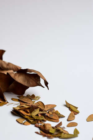 closeup background design Isolated Autumn Leaves - Place For Your Design, Textの写真素材