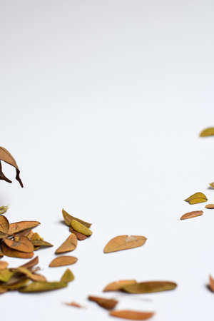 closeup background design Isolated Autumn Leaves - Place For Your Design, Textの写真素材