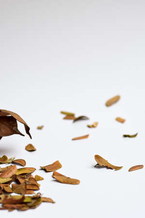 Concept Design background of Isolated Autumn Leaves - Place For Your Design, Textの写真素材