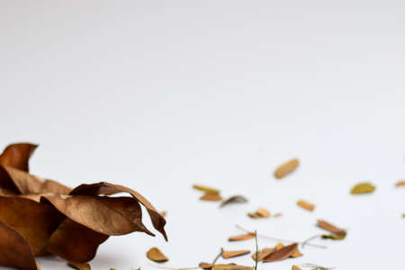 Concept Design background of Isolated Autumn Leaves - Place For Your Design, Textの写真素材