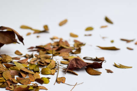 Concept Design background of Isolated Autumn Leaves - Place For Your Design, Textの写真素材