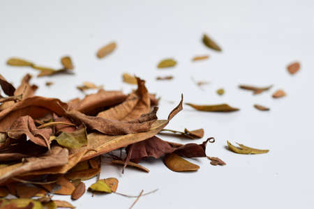 Concept Design background of Isolated Autumn Leaves - Place For Your Design, Textの写真素材