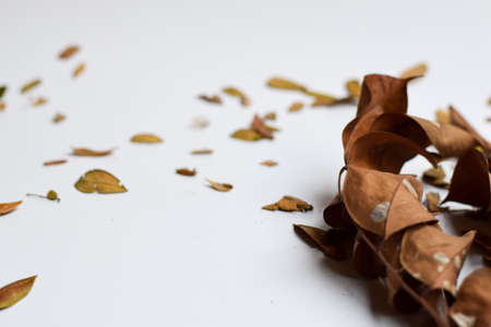 Concept Design background of Isolated Autumn Leaves - Place For Your Design, Textの写真素材