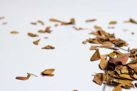 Concept Design background of Isolated Autumn Leaves - Place For Your Design, Textの写真素材
