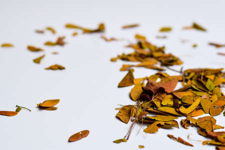 Concept Design background of Isolated Autumn Leaves - Place For Your Design, Textの写真素材