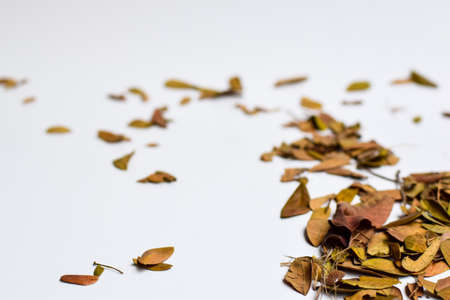 Concept Design background of Isolated Autumn Leaves - Place For Your Design, Textの写真素材