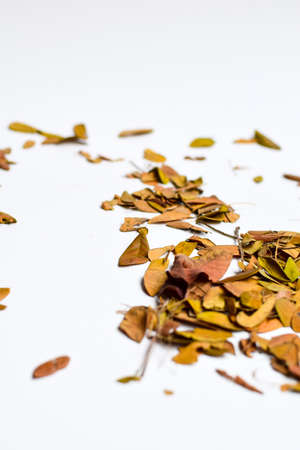 Concept Design background of Isolated Autumn Leaves - Place For Your Design, Textの写真素材