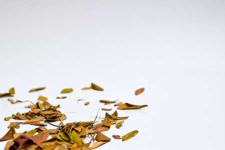 Concept Design background of Isolated Autumn Leaves - Place For Your Design, Textの写真素材