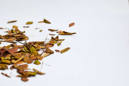 Concept Design background of Isolated Autumn Leaves - Place For Your Design, Textの写真素材