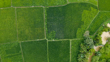 Aerial view beautiful terraced rice fields, Tangerang, Indonesiaの写真素材