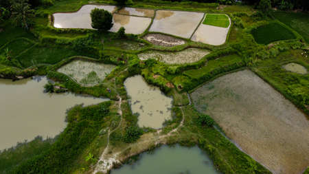 Aerial view beautiful terraced rice fields, Tangerang, Indonesia