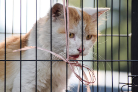 cat in a cage at an adoption fair for animals rescued from the street.
