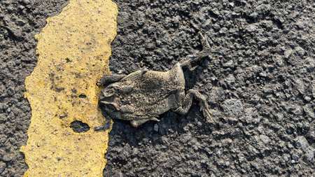 a dried body of a frog, toad, on the roadの写真素材