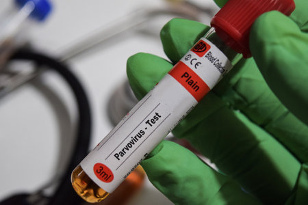 Parvovirus - Test with blood sample. Top view isolated on office desk. Healthcare or Medical conceptの写真素材
