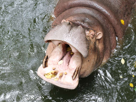 Hipopotamusの写真素材