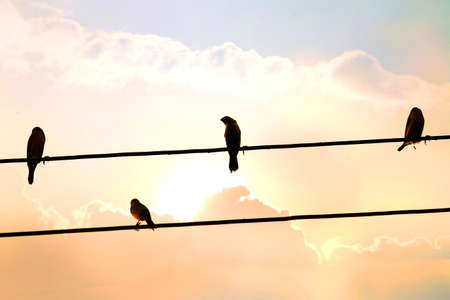 Bird Silhouetteの写真素材