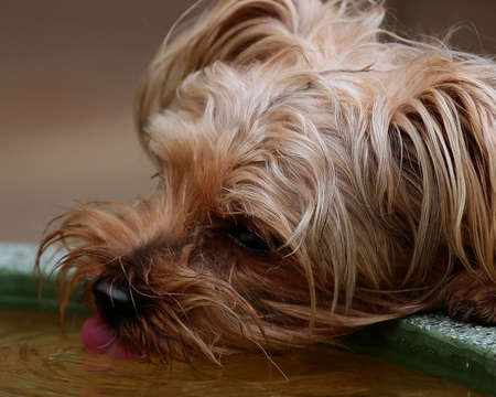 Thirsty Dogの写真素材