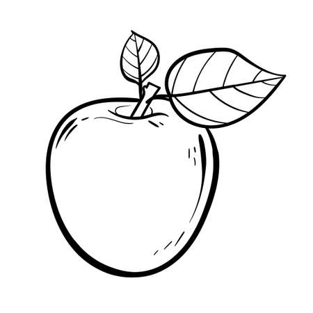 Apple fruit vector illustration. Engraved organic food hand-drawn illustration. Black white apple isolated on white background.のイラスト素材