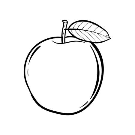 Apple fruit vector illustration. Engraved organic food hand-drawn illustration. Black white apple isolated on white background.のイラスト素材