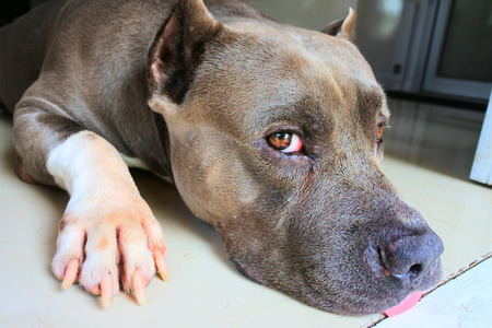 Lovely dog his name is Bang  at homeの写真素材