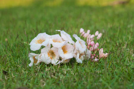 lovely pink flowers in beautiful garden for wallpapers or backgroundsの写真素材