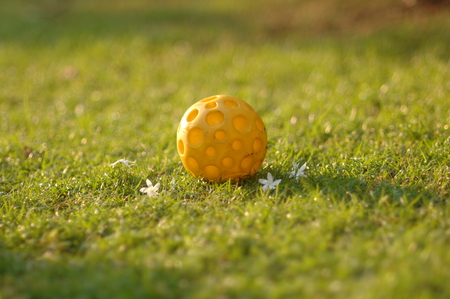 Dogs Toy in the green garden this picture for wallpapers or backgroundsの写真素材