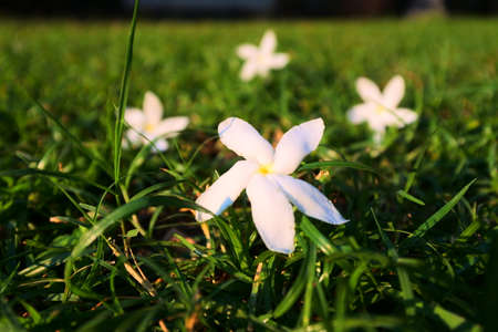 white flower with the green garden looks so cuteの写真素材