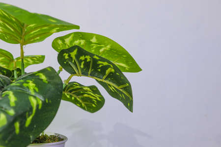 this is a flower used for decorationの写真素材