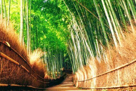 Strolling through the quiet Arashiyama Bamboo Grove, just outside of Kyoto, on a hot sunny summer morning in Japan.の写真素材