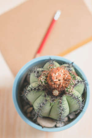 cactusの写真素材
