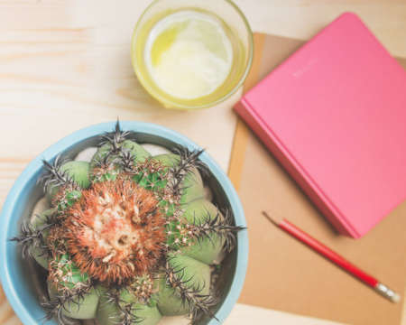 cactusの写真素材