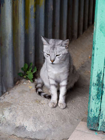 Close up of a stray cat bus station of Feodosia in Crimeaの写真素材
