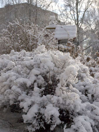 The branches of bushes in the snow.の写真素材