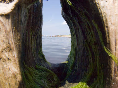 An old wooden breakwater full of holes.の写真素材