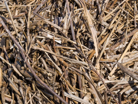 Dry branches on the sand on the beach.の写真素材