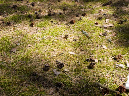 Cones on moss on a sunny meadow in the forest.の写真素材